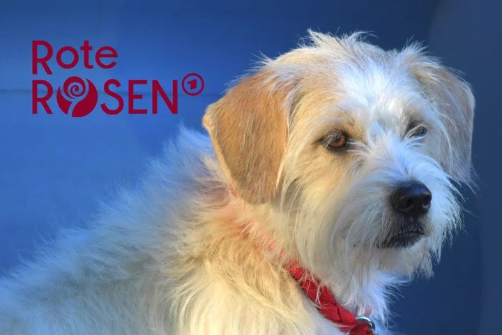 “ROTE ROSEN” SUCHT EINEN NEUEN HUND: WAS PASSIERT MIT BETTY?